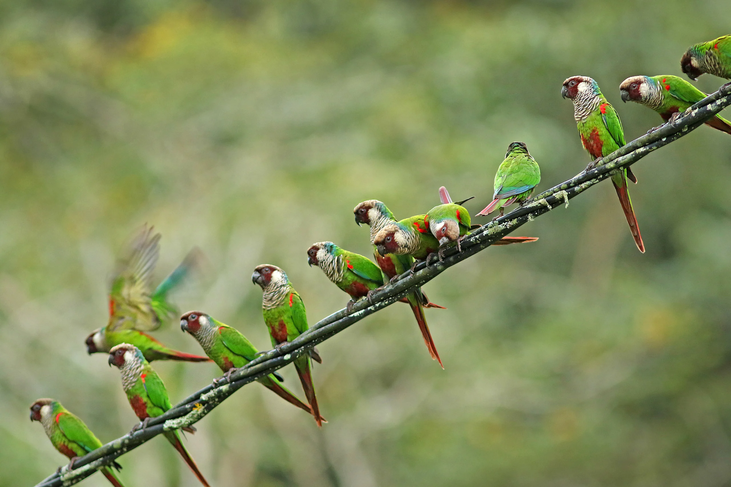 Several Gray-breasted Parakeets perched on a vine.