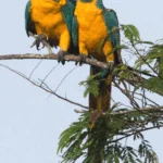 Blue-throated Macaws. Photo by Daniel Alarcon, Asociacion Armonia.
