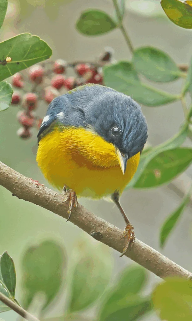 Tropical Parula. Photo by Neil Bowman, Getty Images.