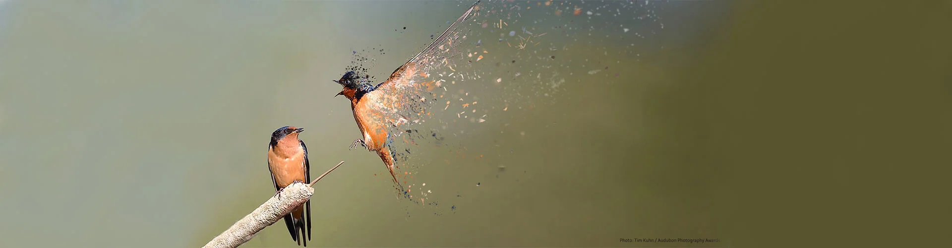A graphic showing a disappearing bird in flight.