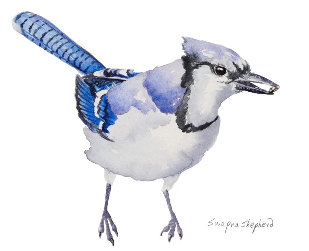 A watercolor painting of a Blue Jay holding a seed in its beak
