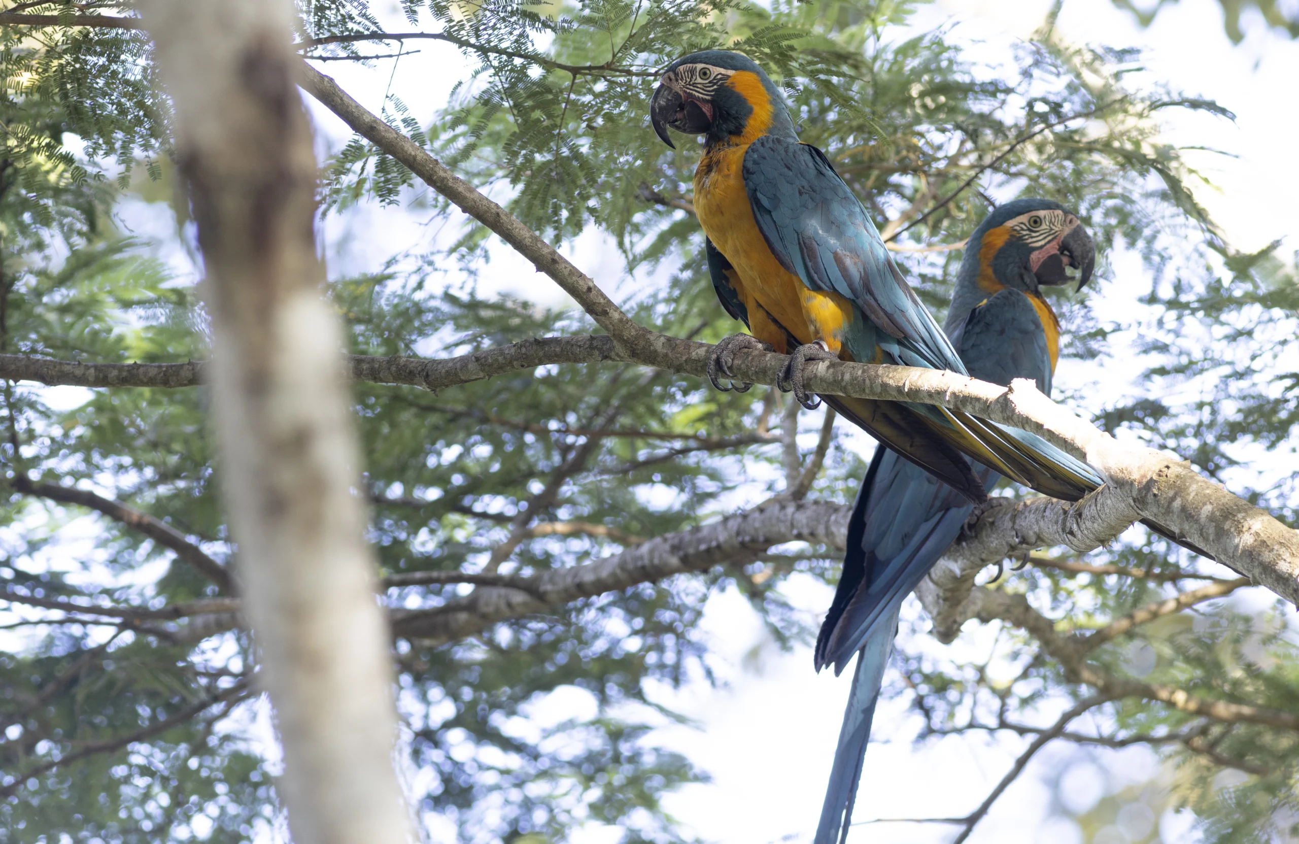 Blue-throated Macaw. Photo by Bennett Hennessey.