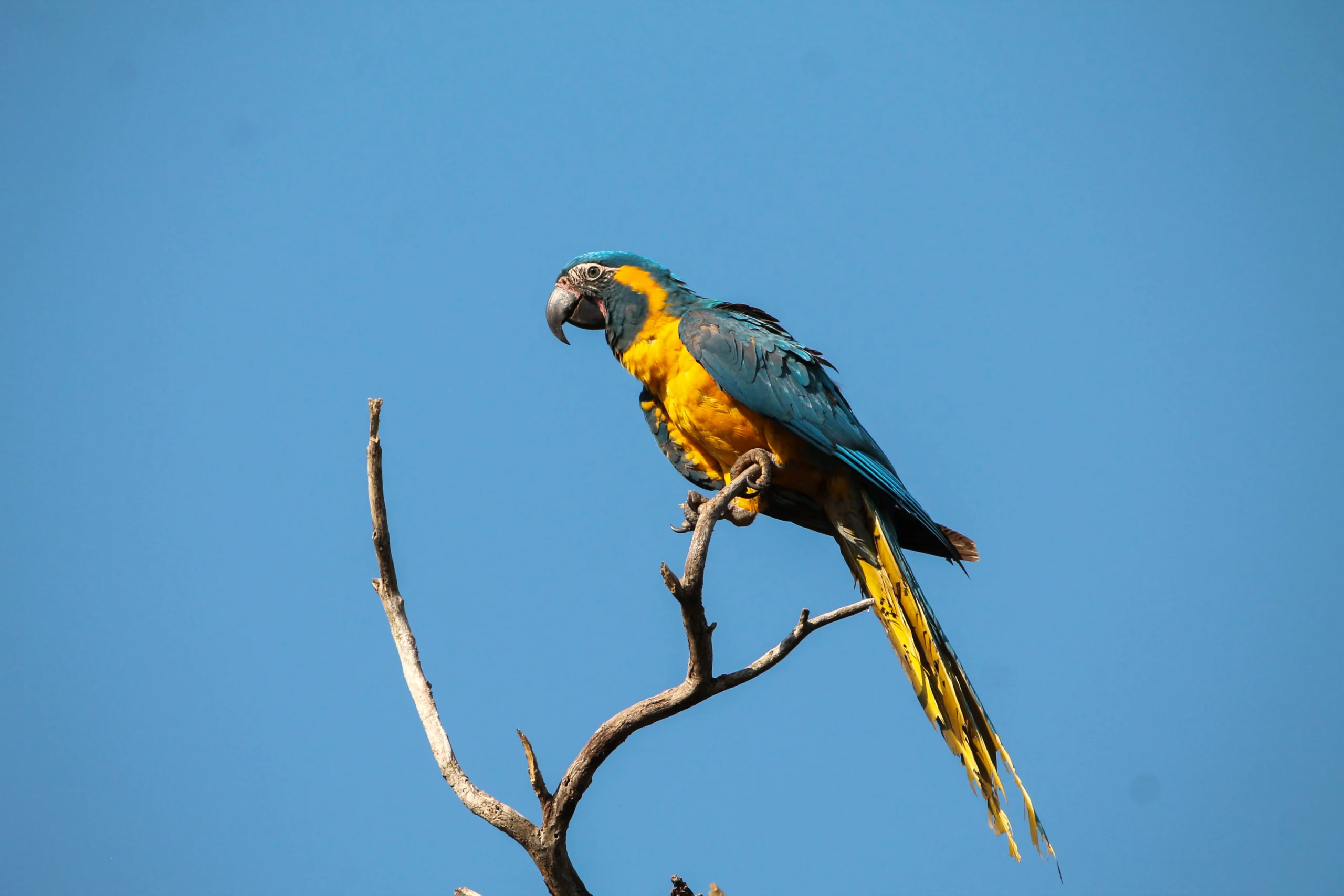 Blue-throated Macaw. Photo by Harry Lavell.
