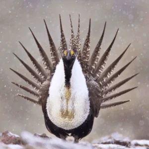 Greater Sage-Grouse display by Noppadol Paothong