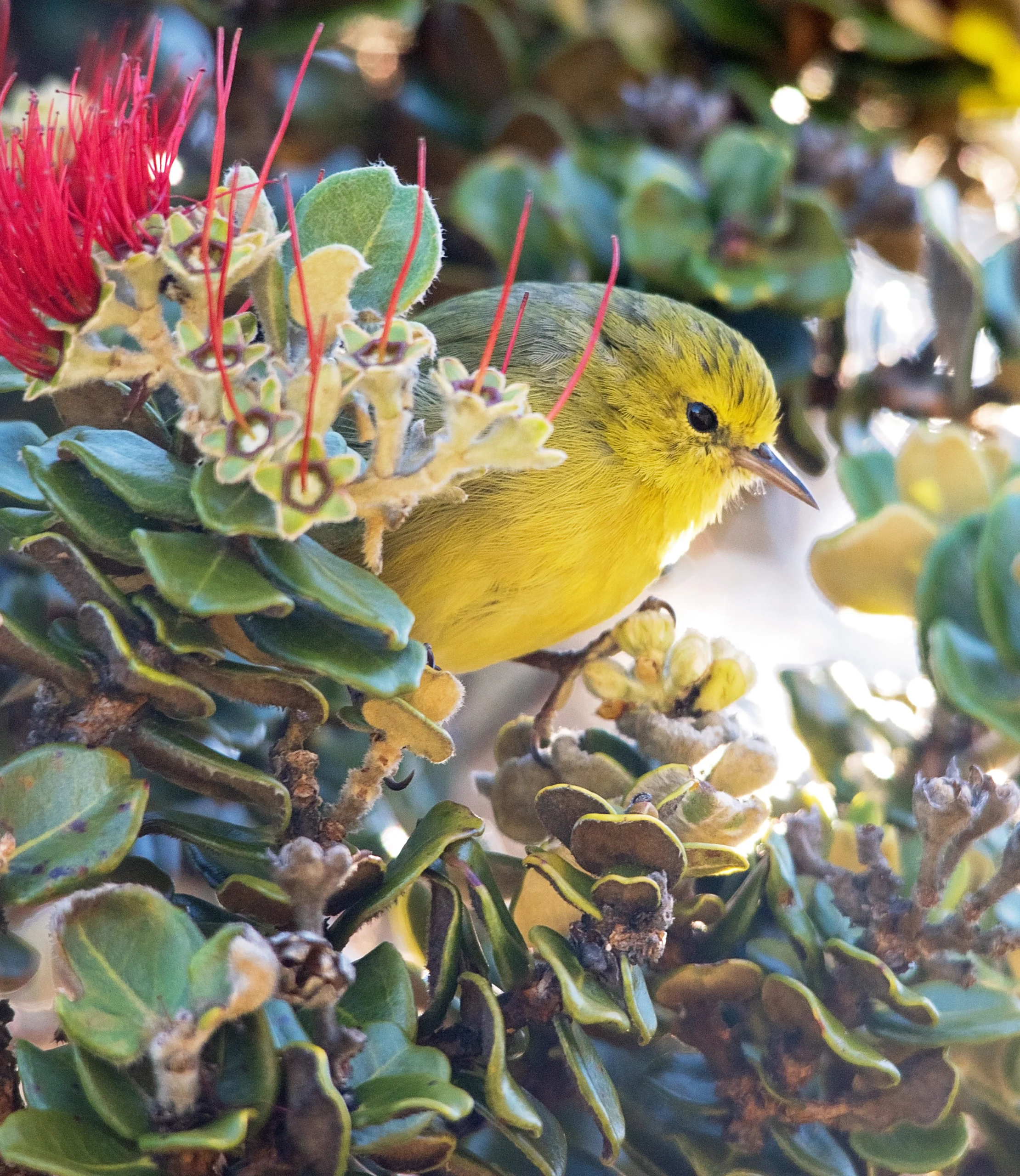 Maui ʻAlauahio. Photo by Hayatara Sakitsu.
