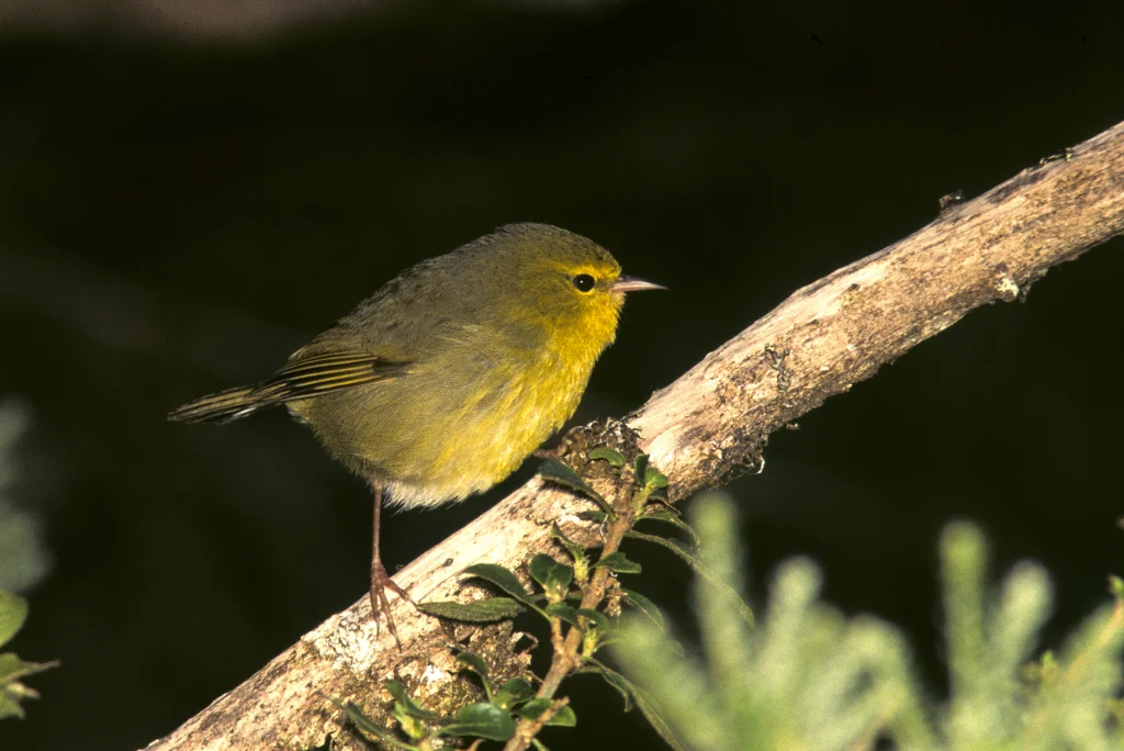 Maui ʻAlauahio. Photo by Jack Jeffrey.
