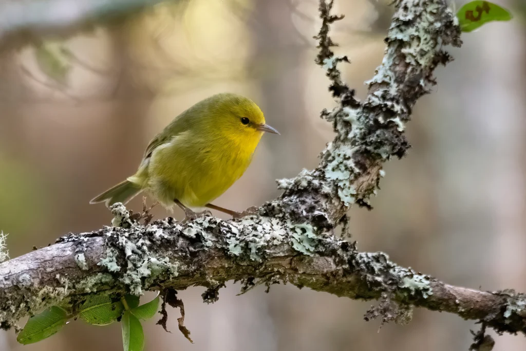 Maui ʻAlauahio. Photo by Jim Denny.