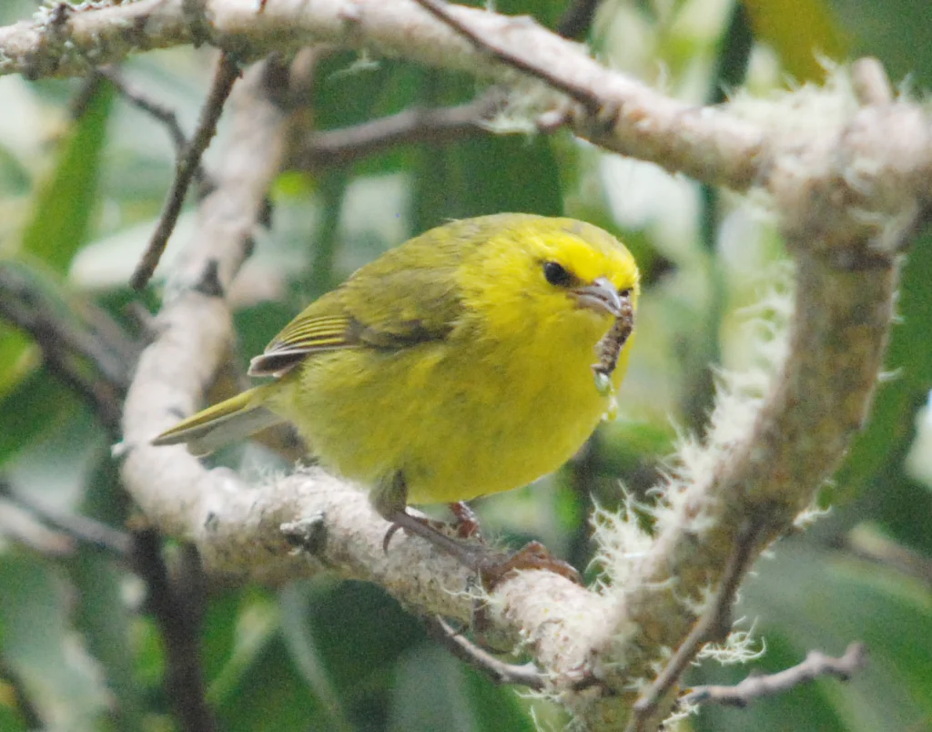 Maui ʻAlauahio. Photo by Dan Lebbin.
