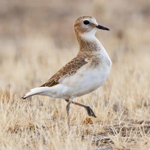 Mountain Plover by Bill Bouton