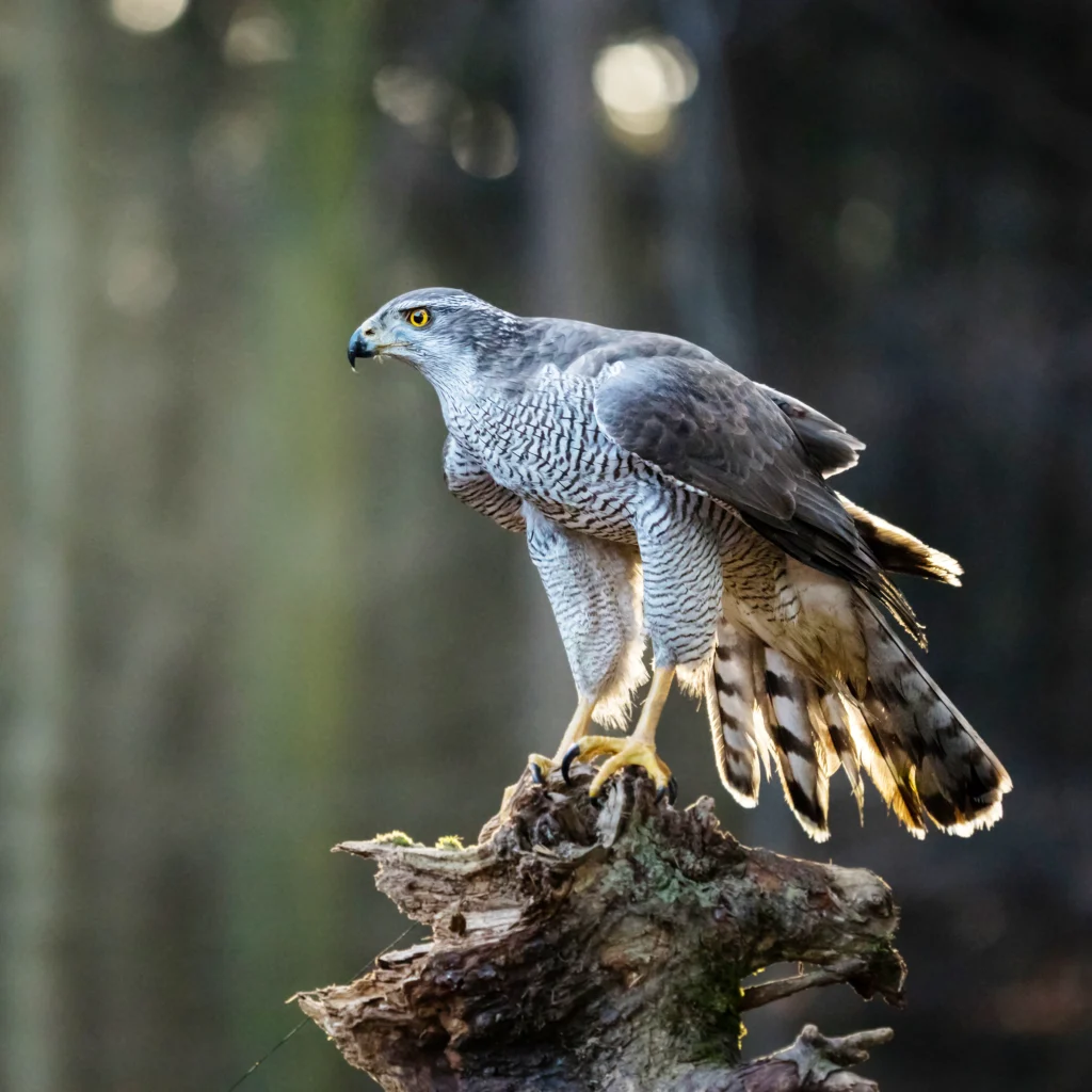 American Goshawk. Photo by Lukas Gojda, Shutterstock.