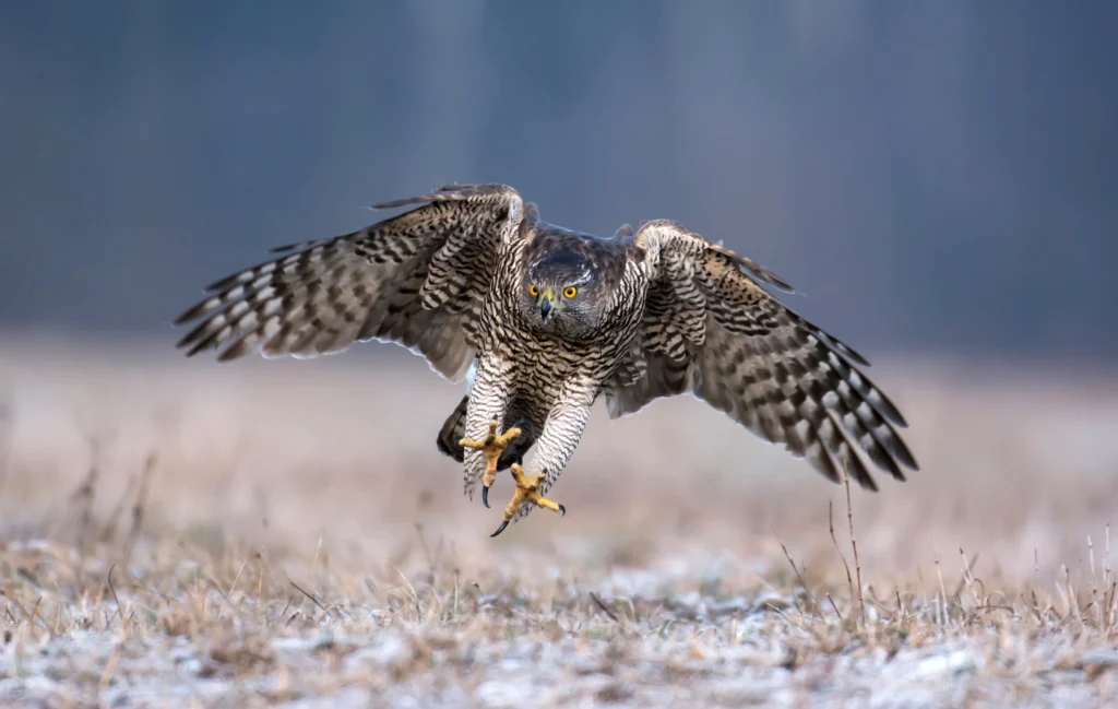 American Goshawk. Photo by Piotr Krzeslak, Shutterstock.