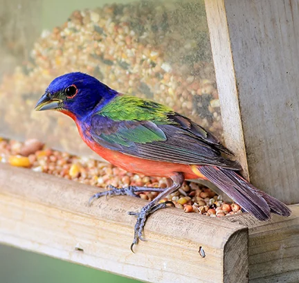 Painted Bunting on feeder. Photo by Warren Price Photography, Shutterstock.