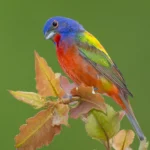 Painted Bunting. Photo by Gary Flanagan.