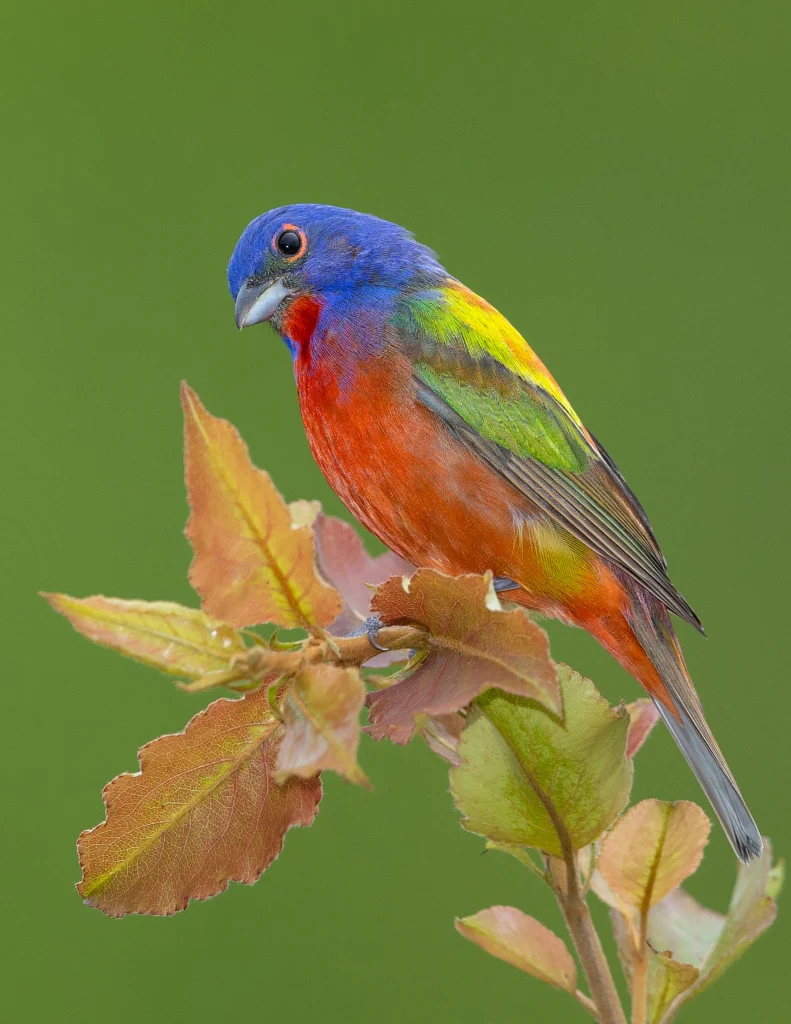 Painted Bunting. Photo by Gary Flanagan.