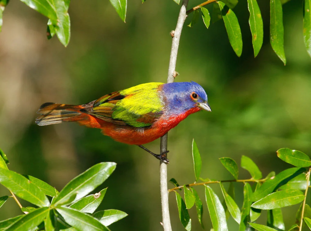 Painted Bunting. Photo by USFWS.
