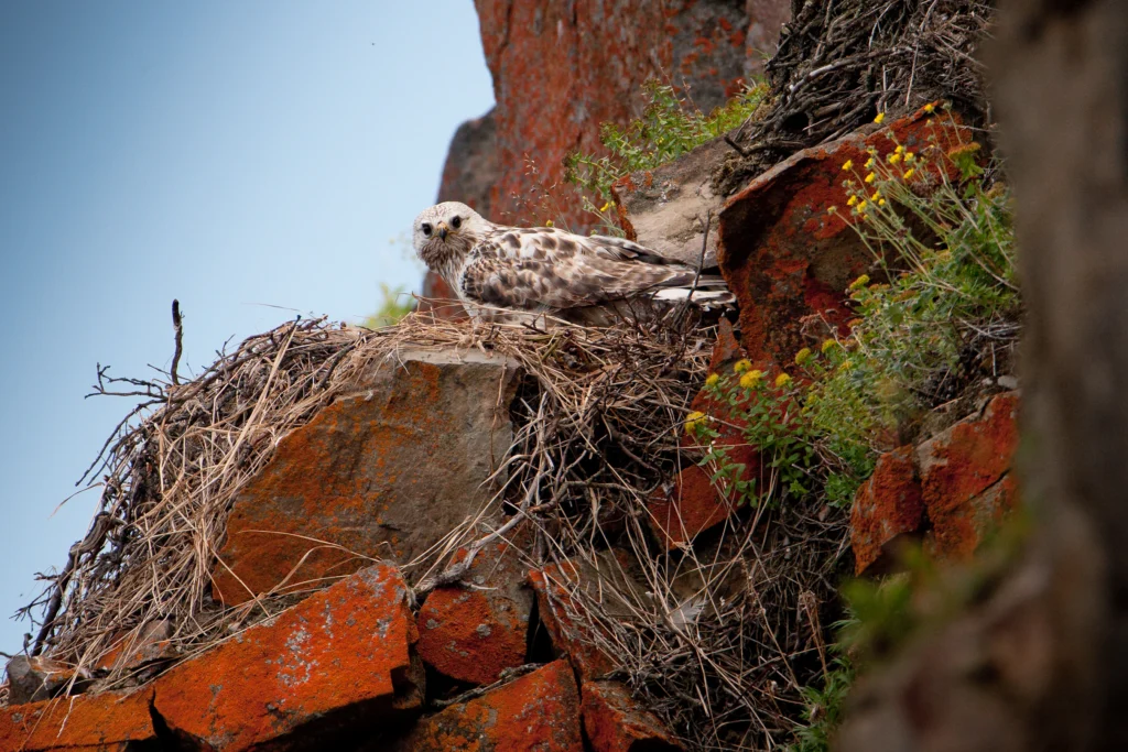 Rough-legged Hawk at nest. Photo by Andrei Stepanov, Shutterstock.