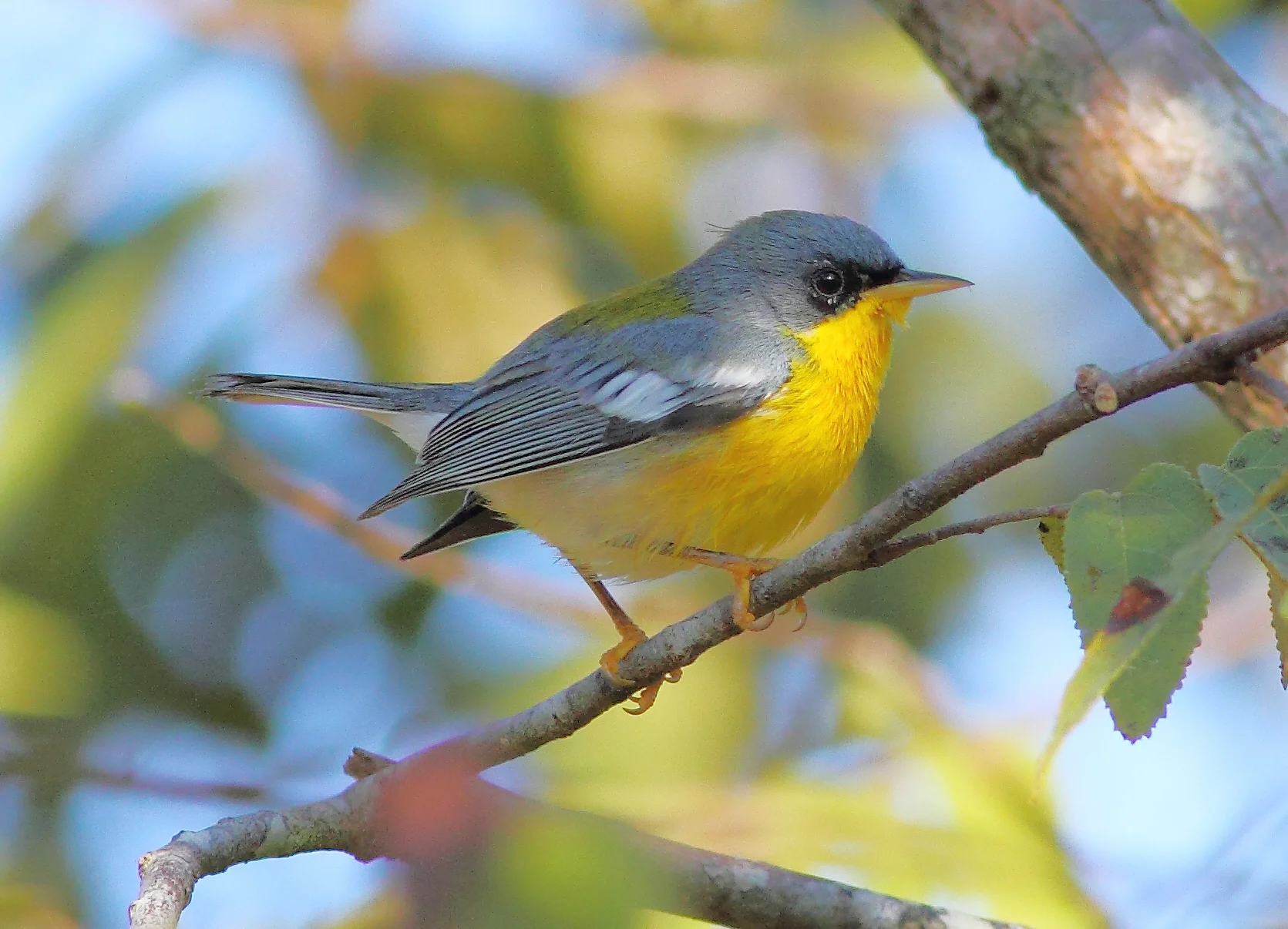 Tropical Parula. Photo by Greg Homel, Natural Elements Productions.