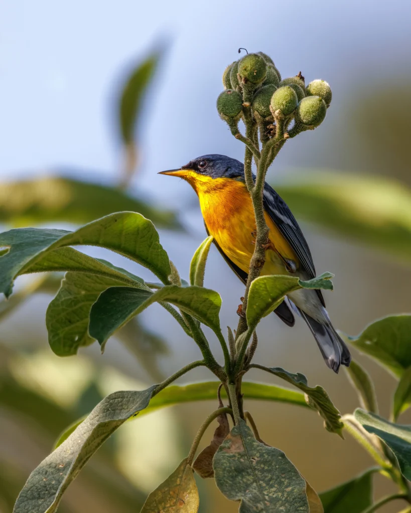 Tropical Parula. Photo by Alfonso Perez, Shutterstock.
