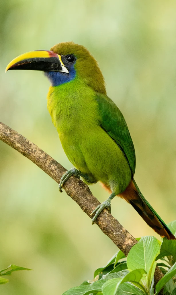 Northern Emerald-Toucanet. Photo by NaturesMomentsuk, Shutterstock.