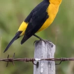 Saffron-cowled-Blackbird. Photo by AGAMI Stock, Getty Images.