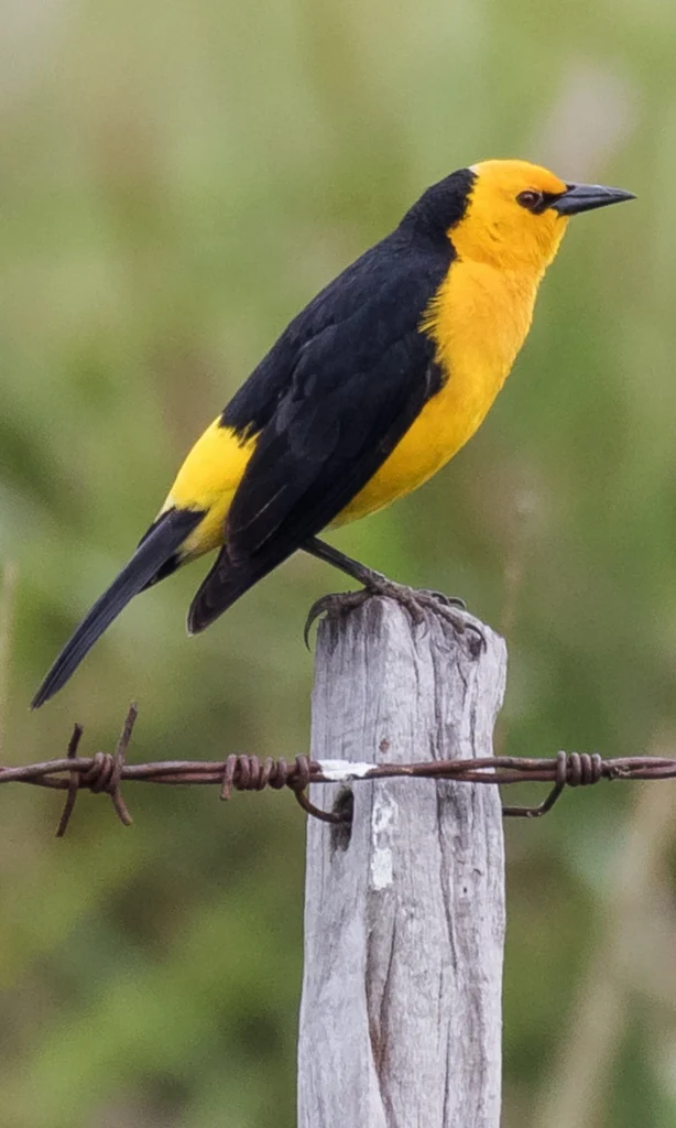 Saffron-cowled-Blackbird. Photo by AGAMI Stock, Getty Images.