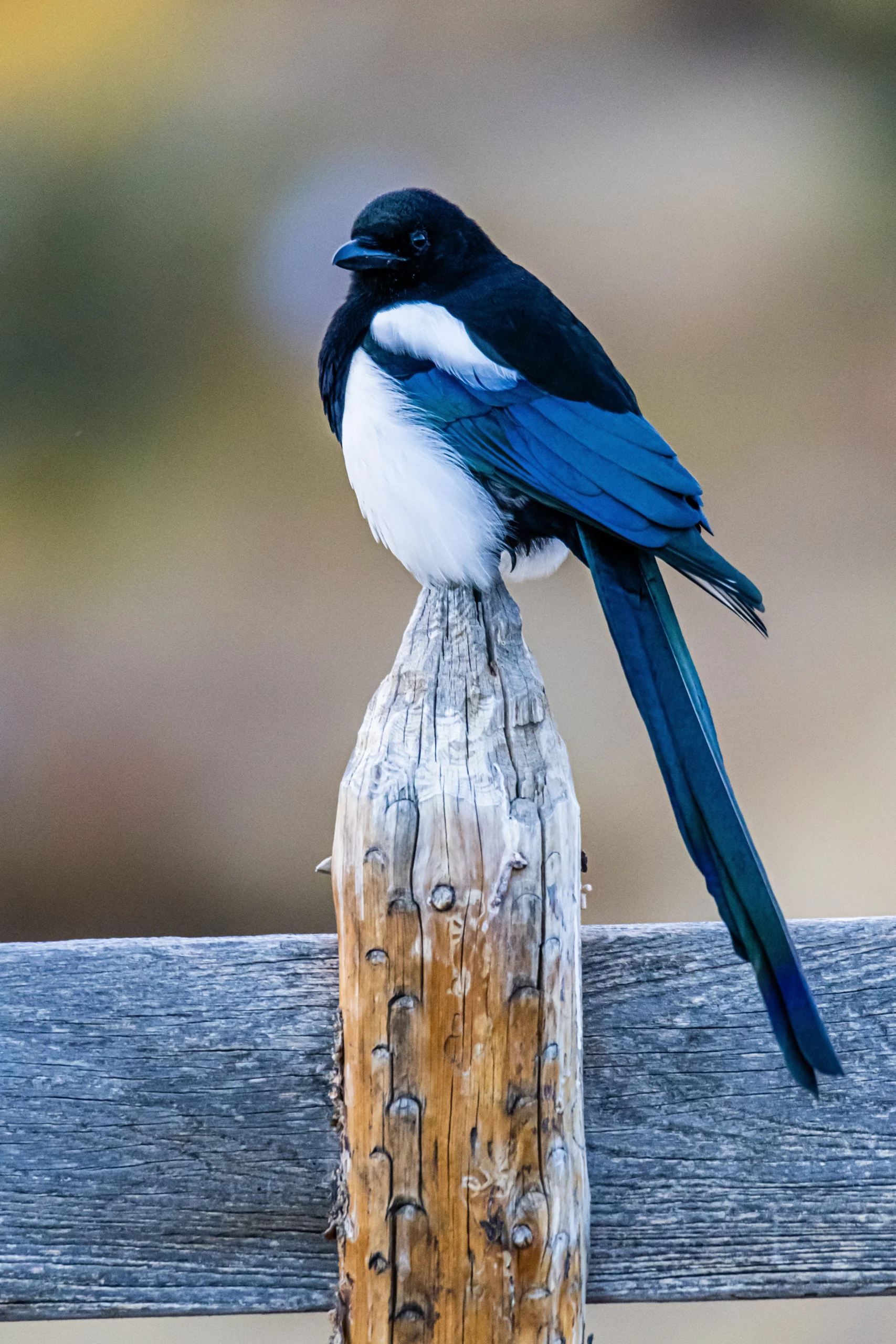 Black-billed Magpie. Photo by Greg Meland, Shutterstock.