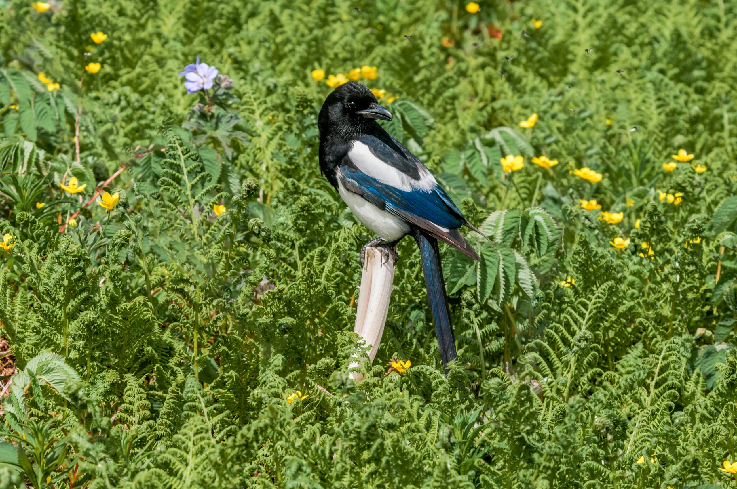 Black-billed Magpie. Photo by Nick Pecker, Shutterstock.