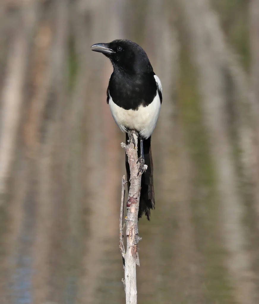 Black-billed Magpie. Photo by David Fisher.