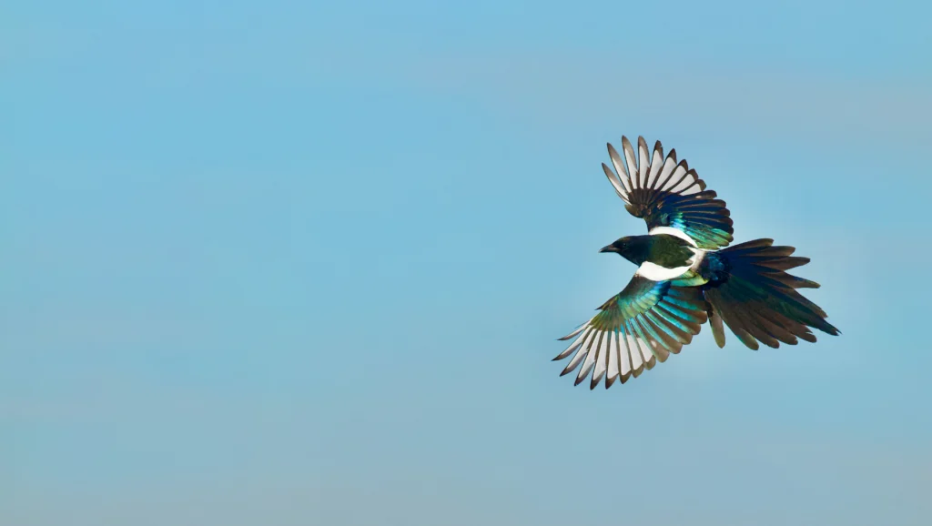 Black-billed Magpie. Photo by Tom Reichner, Shutterstock.