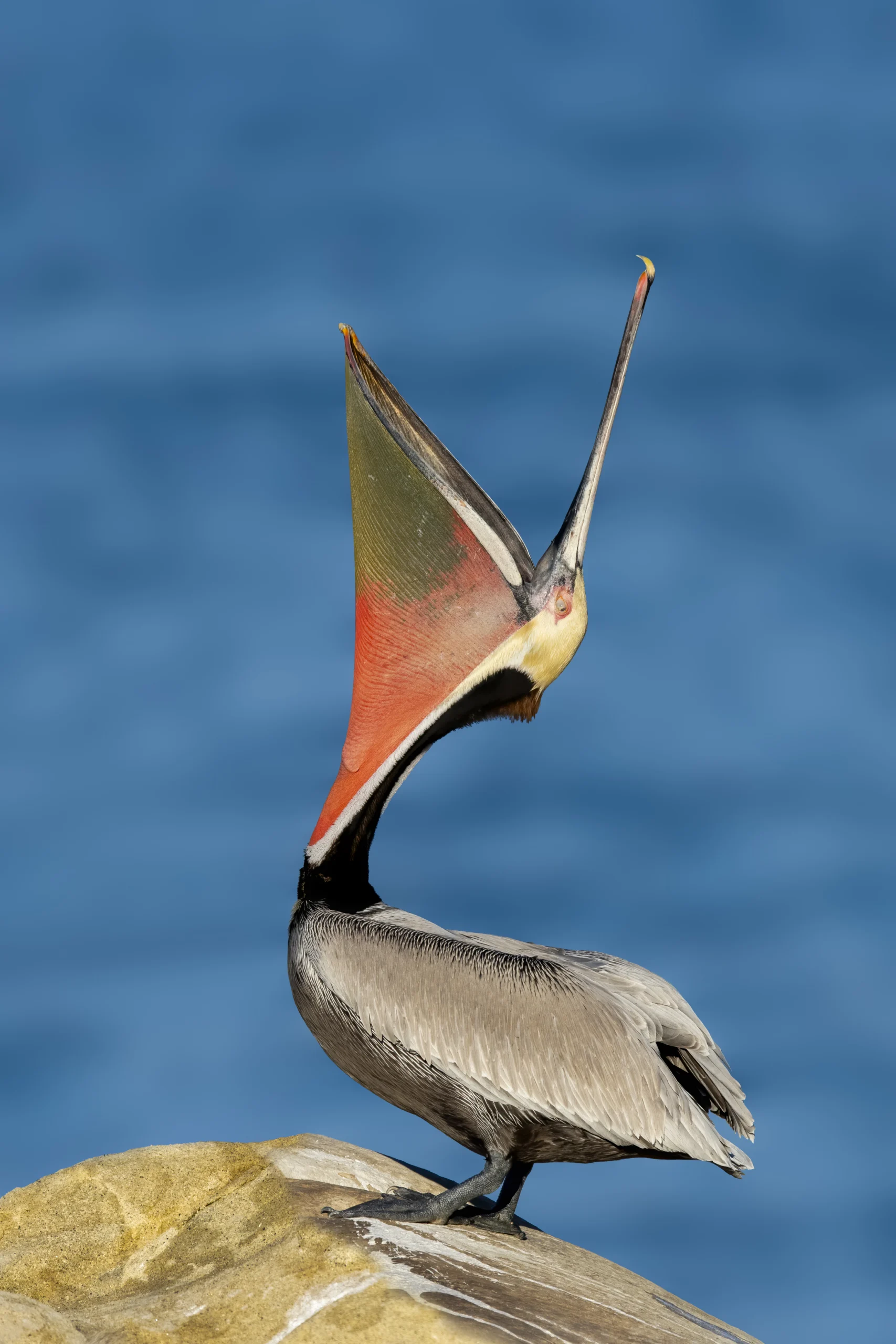 Brown Pelican. Photo by Bruce Beehler.