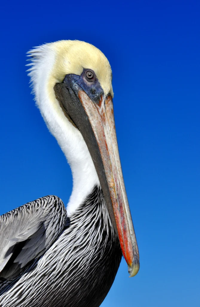 Brown Pelican. Photo by Chuck Wagner, Shutterstock.