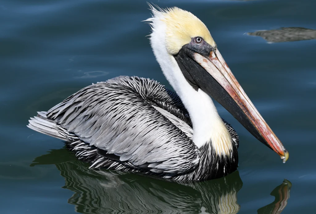 Brown Pelican. Photo by David O. Hill.