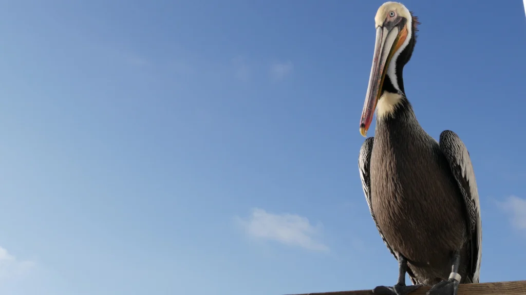 Brown Pelican. Photo by Dogora Sun, Shutterstock.