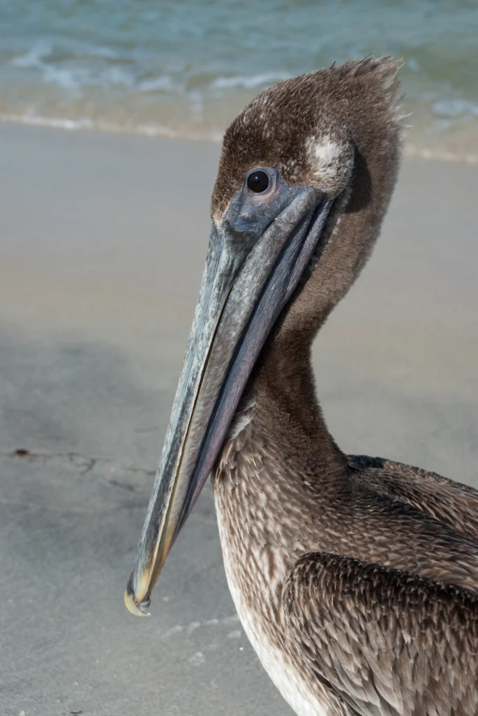 Brown Pelican. Photo by Oleksandr Koretskyi, Shutterstock.