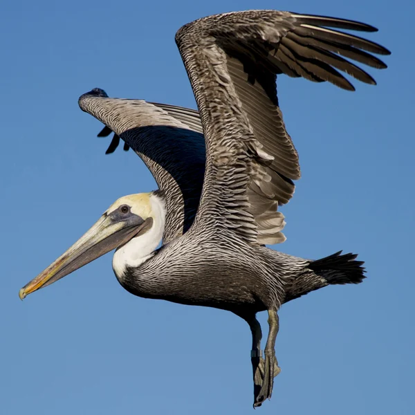 Brown Pelican. Photo by Ray Hennessy, Shutterstock.