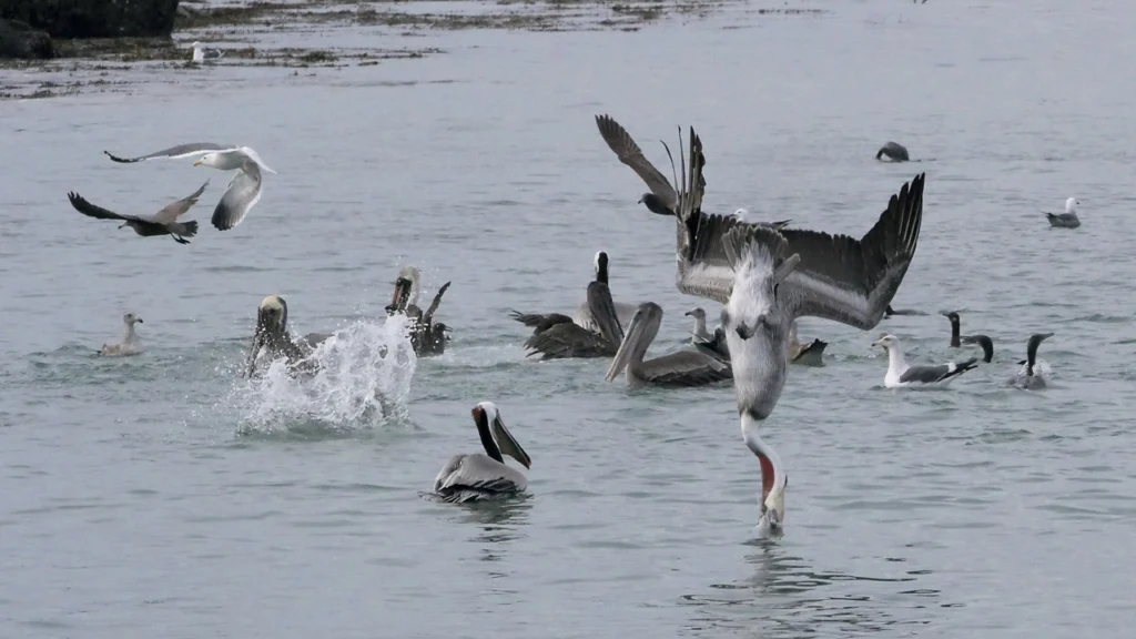 Brown Pelicans. Photo by Don DesJardin.