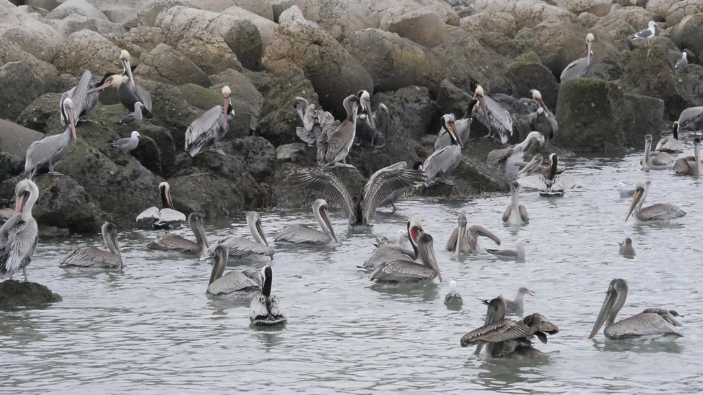 Brown Pelicans. Photo by Don DesJardin.