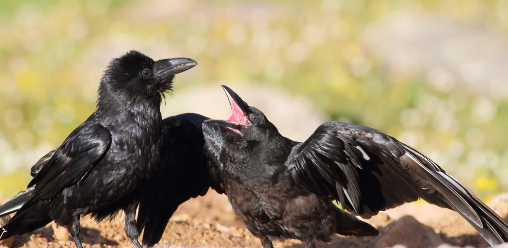 Common Ravens. Photo by Greg Homel, Natural Elements Photography.