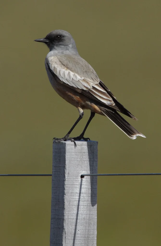 Chocolate-vented Tyrant. Photo by James Lowen.