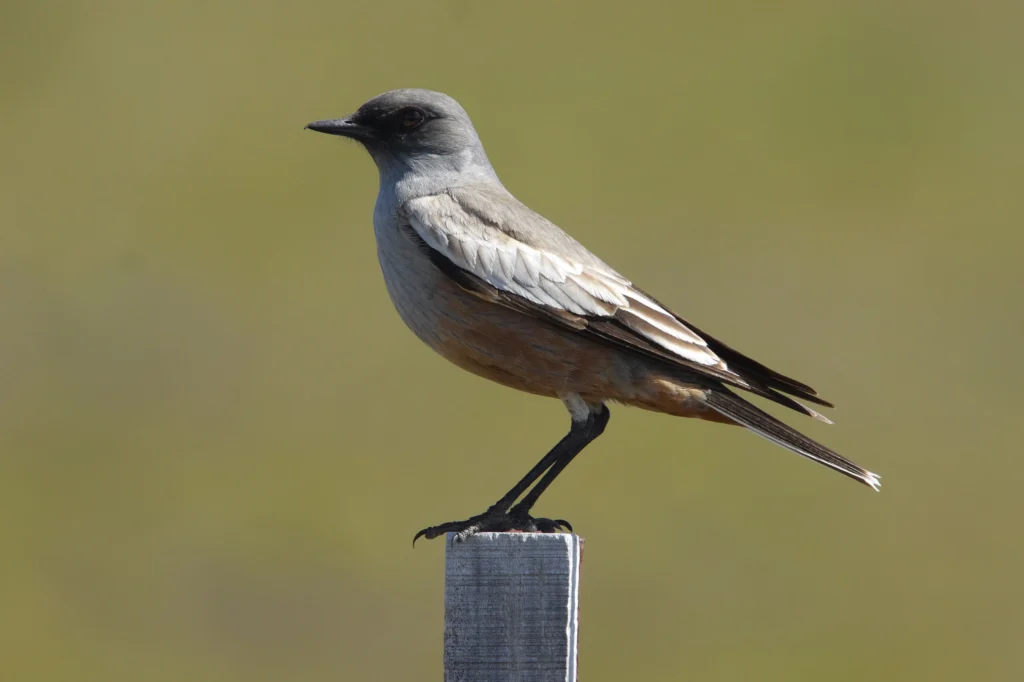 Chocolate-vented Tyrant. Photo by James Lowen.