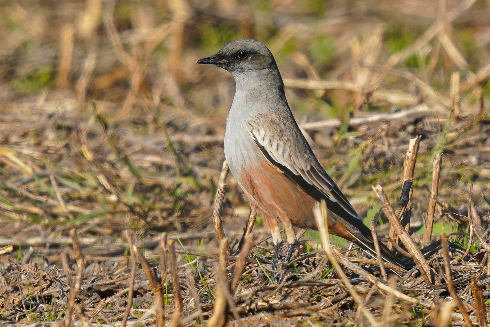 Chocolate-vented Tyrant. Photo by Luis Pineyrua, Macaulay Library at the Cornell Lab of Ornithology.
