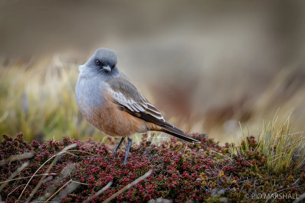 Chocolate-vented Tyrant. Photo by Pio Marshall, Macaulay Library at the Cornell Lab of Ornithology.
