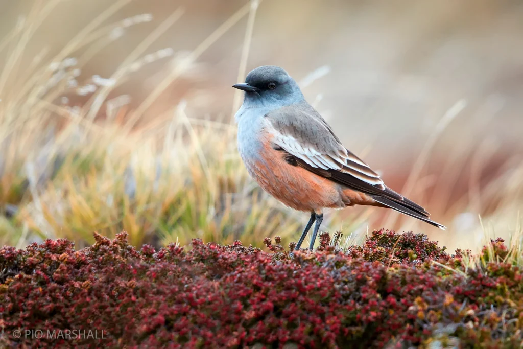 Chocolate-vented Tyrant. Photo by Pio Marshall, Macaulay Library at the Cornell Lab of Ornithology.