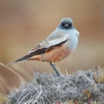 Chocolate-vented Tyrant. Photo by Pio Marshall, Macaulay Library at the Cornell Lab of Ornithology.