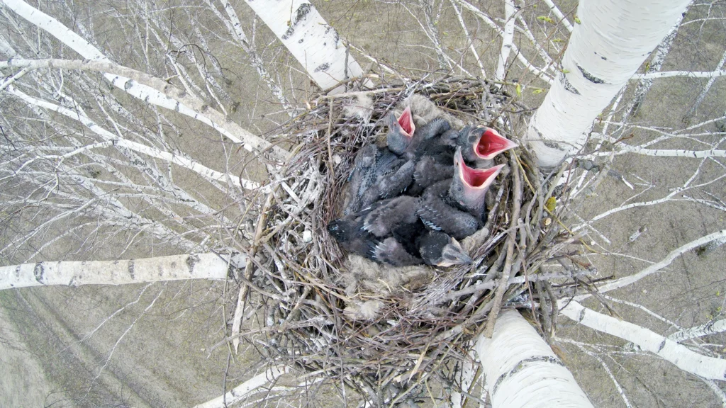 Common Raven nest and chicks. Photo by Vishnevskiy Vasily, Shutterstock.