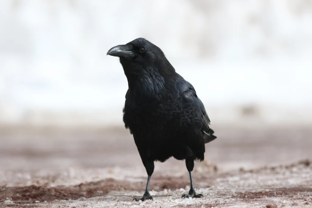 Common Raven. Photo by Mike Parr.