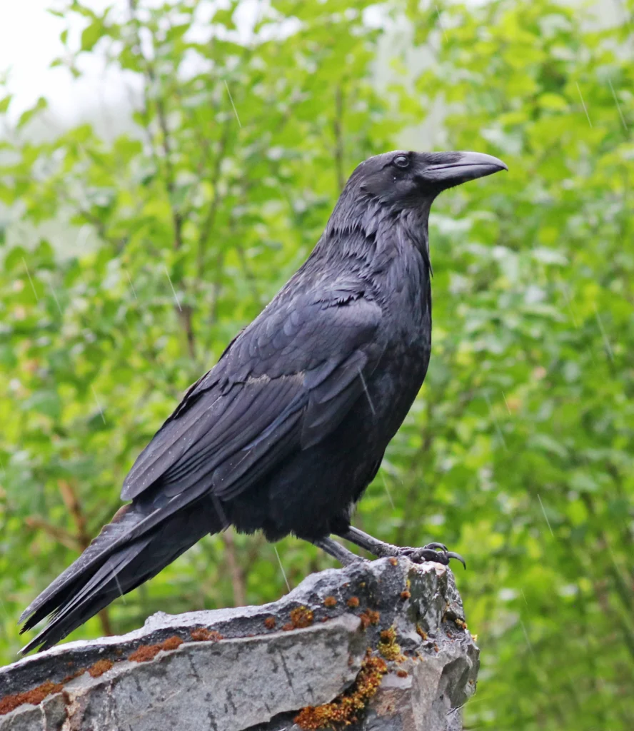 Common Raven. Photo by David Fisher.