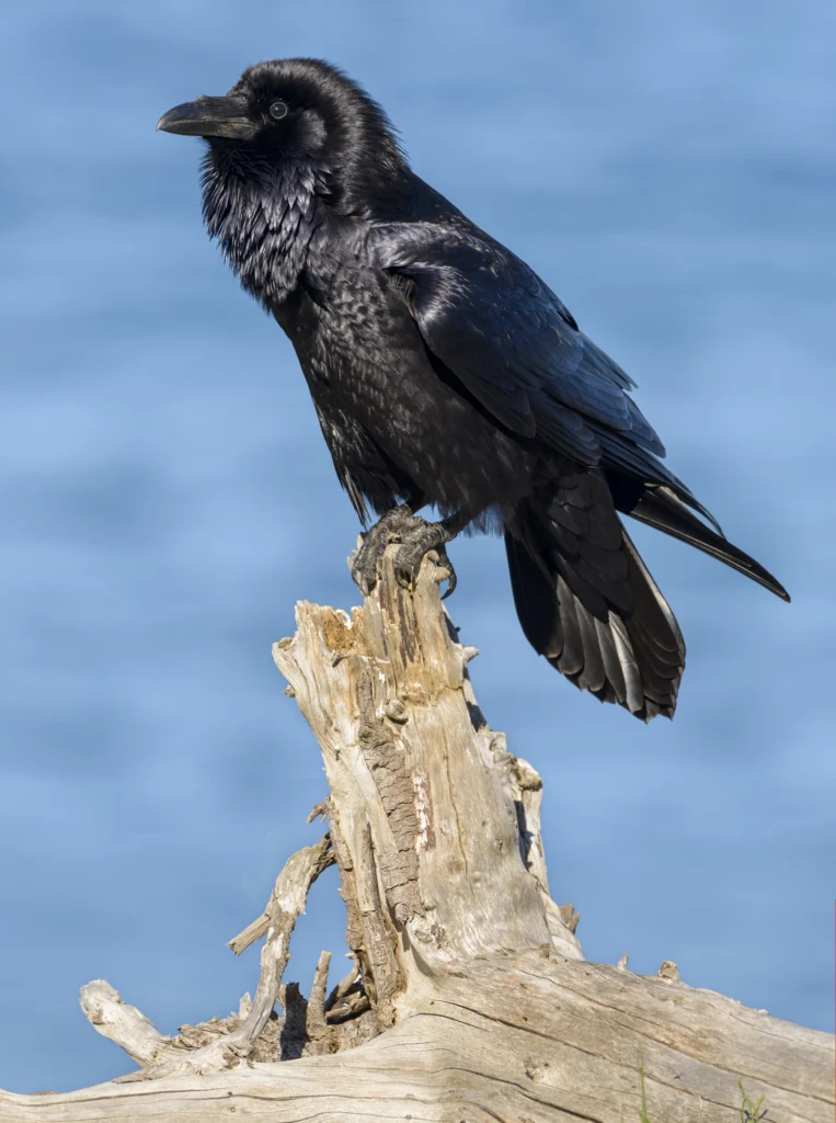 Common Raven. Photo by Tim Zurowski, Shutterstock.
