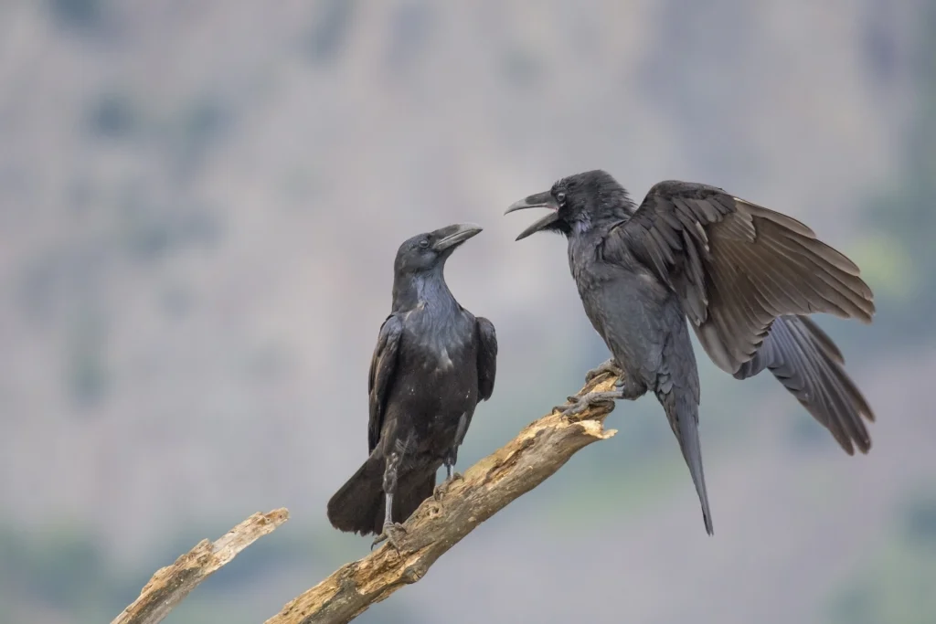 Common Ravens. Photo by Veselin Gramatikov, Shutterstock.