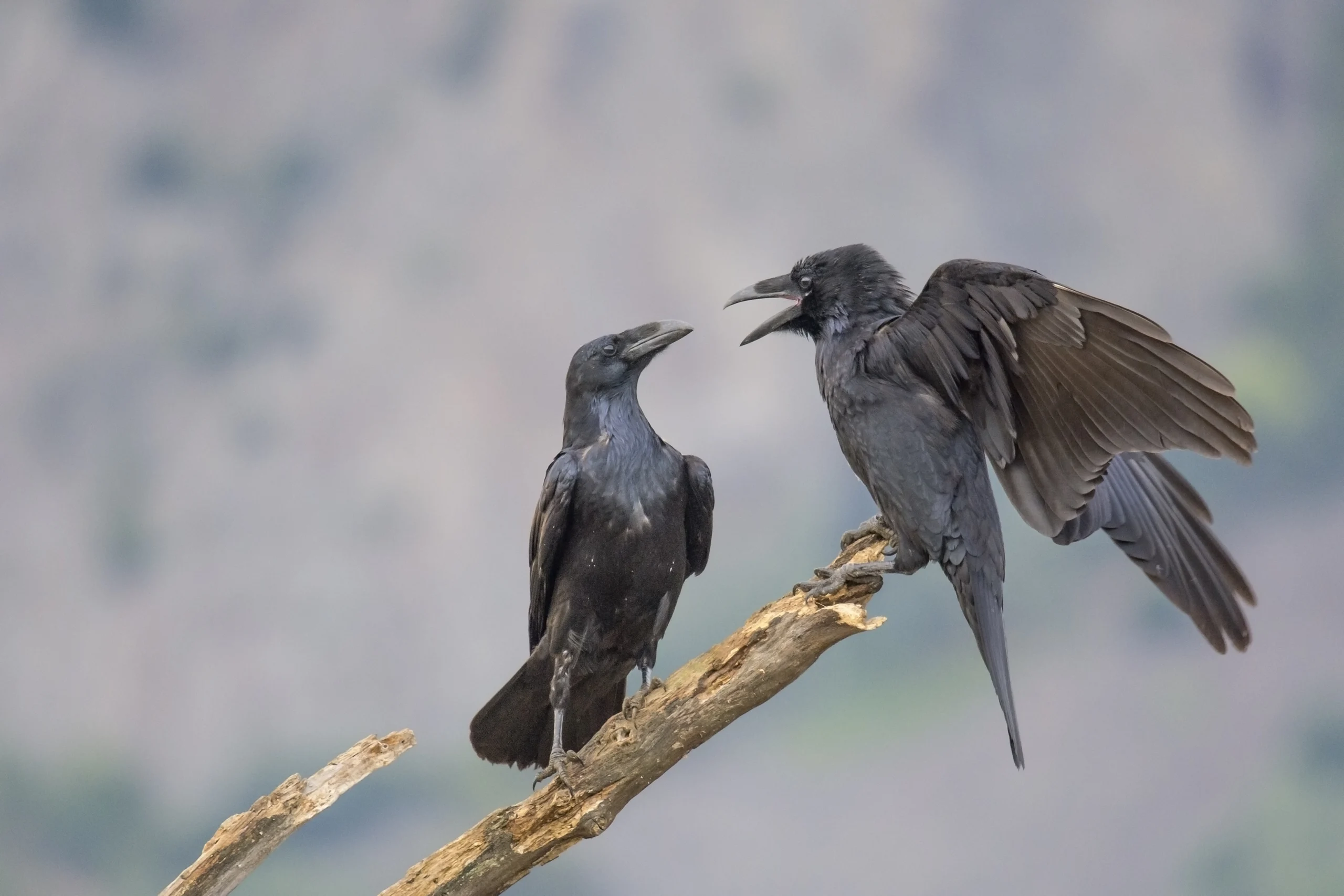 Common Ravens. Photo by Veselin Gramatikov, Shutterstock.